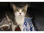 Adopt Willow a Brown Tabby Domestic Shorthair (short coat) cat in House Springs