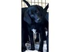 Adopt Cricket a Black - with White Labrador Retriever / Beagle / Mixed dog in