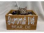 Adopt Vega a Brown Tabby Domestic Shorthair (short coat) cat in Bear