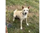 Adopt Avery a White Terrier (Unknown Type, Medium) / Rat Terrier / Mixed dog in