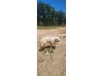 Adopt Zee zee a White Great Pyrenees / Anatolian Shepherd / Mixed dog in Salem