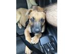 Adopt Rocky a Tan/Yellow/Fawn German Shepherd Dog / American Pit Bull Terrier /