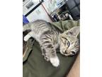 Adopt Saya a Tiger Striped Domestic Shorthair / Mixed (short coat) cat in Fort