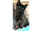 Adopt Wally a Domestic Shorthair / Mixed (short coat) cat in Great Bend