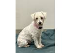 Adopt Etta a White Schnauzer (Standard) / Mixed Breed (Small) / Mixed dog in St.