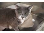 Adopt Dwight a Gray or Blue (Mostly) Domestic Shorthair (short coat) cat in