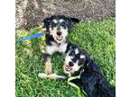 Adopt Gretel a Black - with Tan, Yellow or Fawn Schnauzer (Standard) / Mixed dog