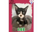 Adopt Lee a Domestic Mediumhair / Mixed (short coat) cat in Kingman