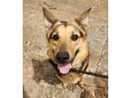 Adopt Ruse a Black - with Tan, Yellow or Fawn German Shepherd Dog / Mixed dog in