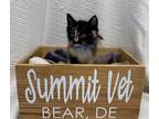 Adopt Cognac a Calico or Dilute Calico Calico (short coat) cat in Bear