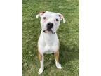 Adopt Bugg *adoption Pending* a Boxer / Pit Bull Terrier / Mixed dog in Kelowna