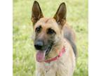 Adopt Tiramisu a Black German Shepherd Dog / Mixed Breed (Medium) / Mixed (short