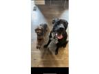 Adopt Mystic & Leo a Black - with White American Staffordshire Terrier /