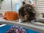 Adopt Fredrico a Hamster small animal in Vancouver, BC (41524855)