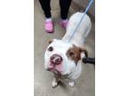 Adopt Diesel a White American Staffordshire Terrier / Mixed Breed (Medium) /