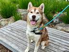 Adopt Captain a Red/Golden/Orange/Chestnut - with White Siberian Husky / Mixed