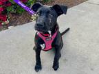 Adopt kirby a Black - with White English Pointer / Mixed dog in Mission Viejo