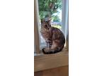 Adopt Ace a Tan or Fawn (Mostly) Bengal / Mixed (medium coat) cat in Sherman