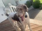 Adopt Rudy a White - with Brown or Chocolate Labradoodle / Mixed dog in Moscow