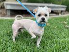 Adopt Benny a White Terrier (Unknown Type, Small) / Mixed dog in Mission Viejo
