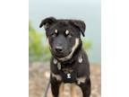 Adopt Kirby a Black - with Tan, Yellow or Fawn German Shepherd Dog / Mixed dog