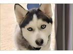 Adopt Kyro a Gray/Silver/Salt & Pepper - with White Siberian Husky / Mixed dog