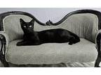 Adopt Ehlinbach a All Black Domestic Shorthair / Mixed (short coat) cat in