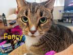 Adopt Fancy and Bella a Calico or Dilute Calico Calico / Mixed (medium coat) cat
