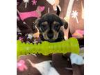 Adopt Gazoo a Dachshund / Mixed dog in Weston, FL (41523897)