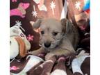 Adopt Judy a Dachshund / Mixed dog in Weston, FL (41523896)