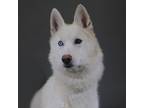 Adopt Marcy a Siberian Husky / Mixed dog in Houston, TX (41477592)