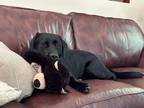 Adopt Buster a Black Labrador Retriever / Mixed dog in Gap, PA (41492368)