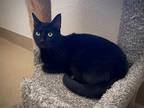 Adopt Emerald a All Black Domestic Shorthair (short coat) cat in Mission Viejo