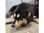 Adopt Colton* a Siberian Husky / Mixed dog in Pomona, CA (41524686)