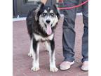 Adopt Indio* a Siberian Husky / Shepherd (Unknown Type) / Mixed dog in Pomona
