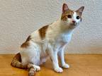 Adopt Cheeto a Orange or Red (Mostly) Domestic Shorthair (short coat) cat in
