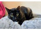 Adopt Maggie a Tortoiseshell Domestic Shorthair (short coat) cat in Mission