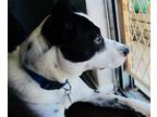 Adopt Moo a White - with Black Terrier (Unknown Type, Medium) / Mixed dog in