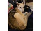 Adopt Bindi a Tan/Yellow/Fawn - with White German Shepherd Dog / Mixed dog in
