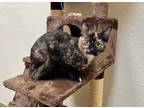 Adopt Twix a Tortoiseshell Domestic Shorthair (short coat) cat in Mission Viejo