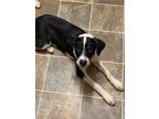Adopt VINNY a Tricolor (Tan/Brown & Black & White) Beagle / Terrier (Unknown