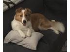 Adopt Beau a Tan/Yellow/Fawn - with White Border Collie / American Eskimo Dog /