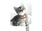 Adopt Rook a Domestic Shorthair / Mixed cat in Berkeley, CA (41524640)