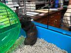 Adopt Cornelia a Black Hamster (short coat) small animal in Mission Viejo