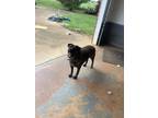 Adopt Houston a Brindle - with White American Pit Bull Terrier / German Shepherd