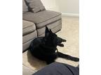 Adopt Pyro a Black German Shepherd Dog / Mixed dog in Pawtucket, RI (41509981)