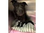 Adopt Prince*/jasper a Black Terrier (Unknown Type, Medium) dog in Kingman
