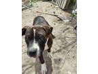 Adopt Happy Feet a Brindle American Pit Bull Terrier / Mixed dog in Grand