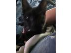 Adopt Black a Black (Mostly) Domestic Shorthair / Mixed (short coat) cat in