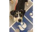 Adopt J.R. a Tricolor (Tan/Brown & Black & White) Beagle / Terrier (Unknown